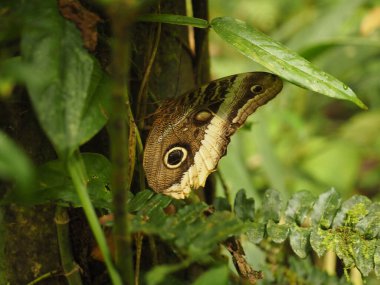 Kosta Rika 'da vahşi bir kelebek.