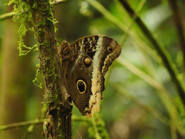 Kosta Rika 'da vahşi bir kelebek.
