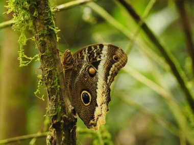 Kosta Rika 'da vahşi bir kelebek.