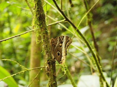 Kosta Rika 'da vahşi bir kelebek.