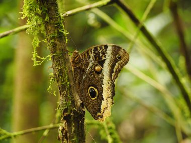 Kosta Rika 'da vahşi bir kelebek.