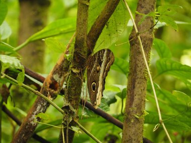 Kosta Rika 'da vahşi bir kelebek.