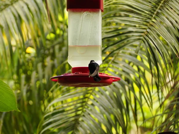 Hummingbird Drinking Water Costa Rica — Fotografia de Stock