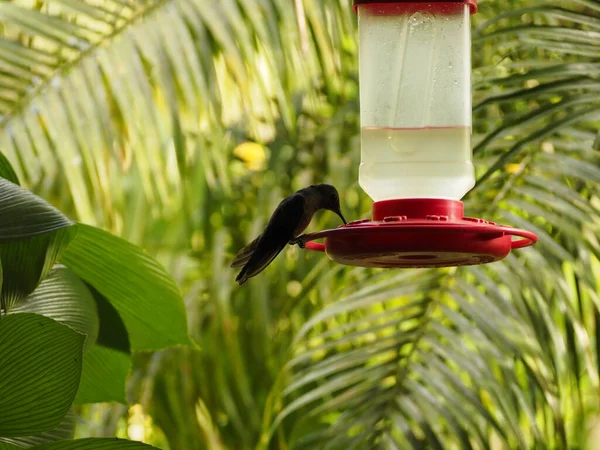 Hummingbird Drinking Water Costa Rica — Fotografia de Stock