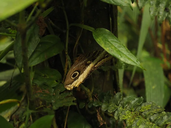 Wilder Schmetterling Dschungel Von Costa Rica — Stockfoto