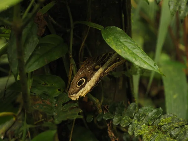 Дикая Бабочка Джунглях Коста Рике — стоковое фото