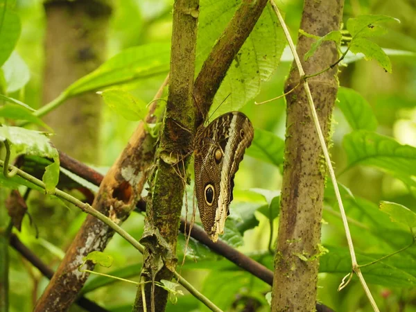 Kosta Rika 'da vahşi bir kelebek.