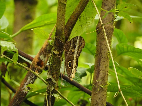 Wild Butterfly Jungle Costa Rica — Stok fotoğraf