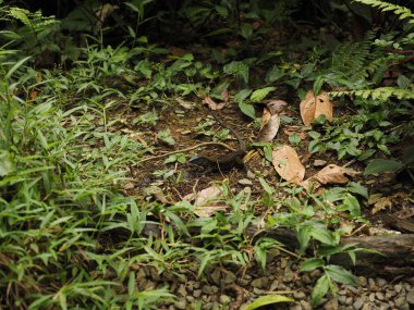 KOSTA RİKA 'DA YABANLIK YAZI