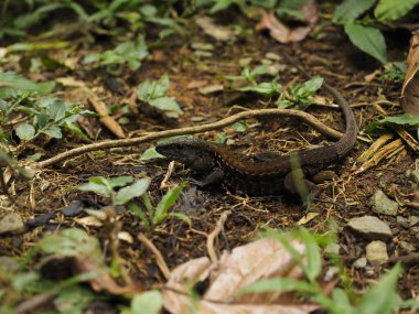 KOSTA RİKA 'DA YABANLIK YAZI