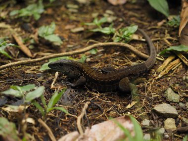 KOSTA RİKA 'DA YABANLIK YAZI