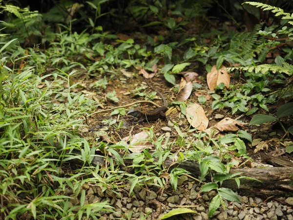Wild Lizard Jungle Costa Rica — Stock Photo, Image