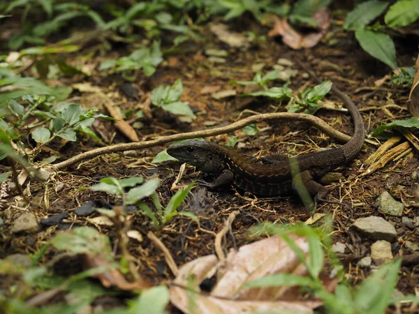 Wild Lizard Jungle Costa Rica — 图库照片
