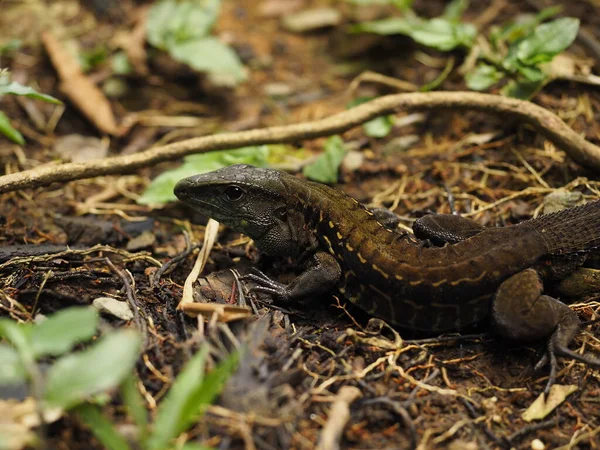 Wild Lizard Jungle Costa Rica — Stock Fotó