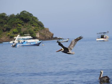 WILD PELICAN IN THE SEA OF GUANACASTE