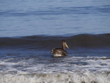 Guanakesta Denizi 'nde Vahşi PELİKAN
