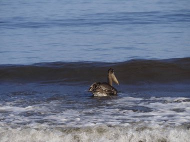 Guanakesta Denizi 'nde Vahşi PELİKAN