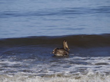 Guanakesta Denizi 'nde Vahşi PELİKAN