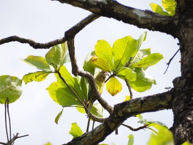 Kosta Rika 'da bir ağaçtaki vahşi kuş.