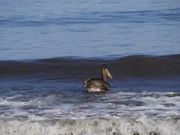 Guanakesta Denizi 'nde Vahşi PELİKAN