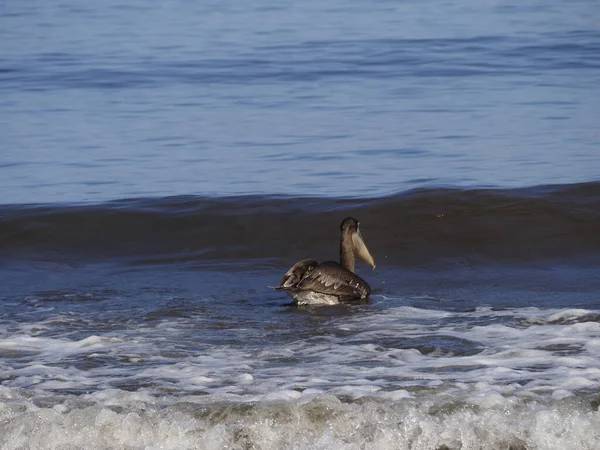 Guanakesta Denizi 'nde Vahşi PELİKAN