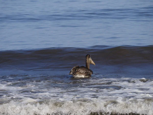 Guanakesta Denizi 'nde Vahşi PELİKAN
