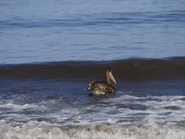 Guanakesta Denizi 'nde Vahşi PELİKAN