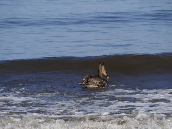 Guanakesta Denizi 'nde Vahşi PELİKAN