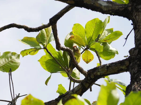 Kosta Rika 'da bir ağaçtaki vahşi kuş.