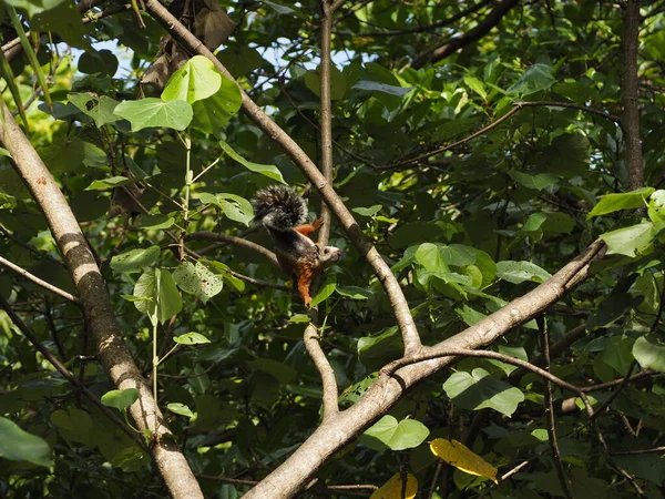 Wild Squirrel Tree Costa Rica — стокове фото