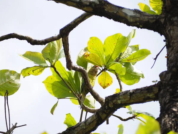 Kosta Rika 'da bir ağaçtaki vahşi kuş.