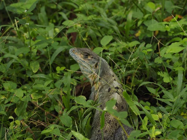 Wild Lizard Jungle Costa Rica — ストック写真
