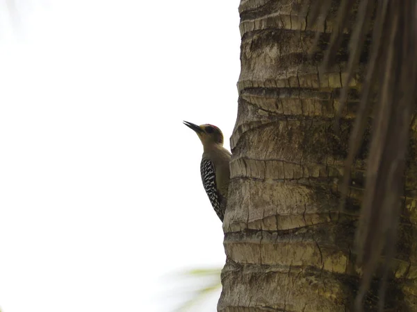 Wild Bird Tree Costa Rica — стоковое фото