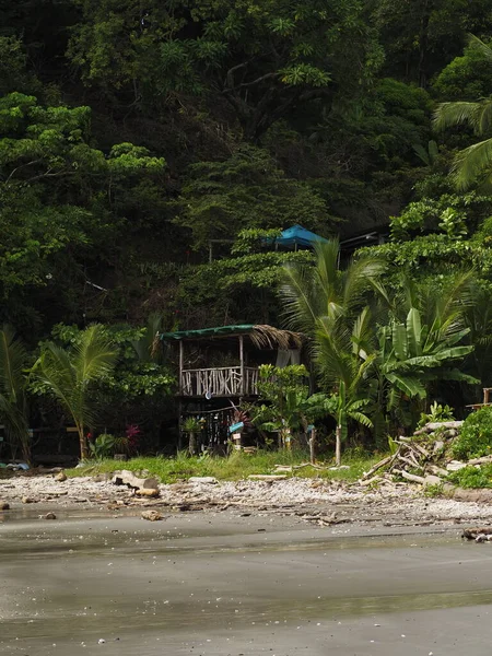 Kosta Rika vahşi ormanı