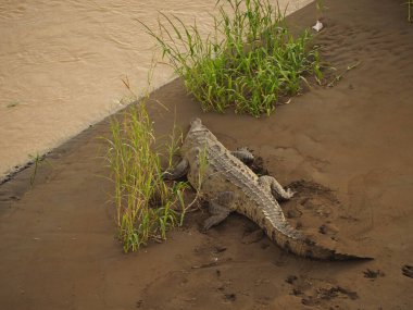 Kosta Rika 'da bir nehirde vahşi timsah.