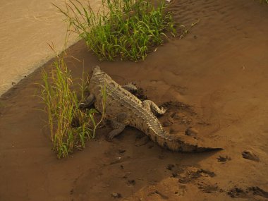 Kosta Rika 'da bir nehirde vahşi timsah.