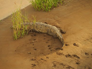 Kosta Rika 'da bir nehirde vahşi timsah.