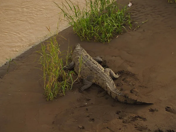 Wild Crocodile River Costa Rica — Photo
