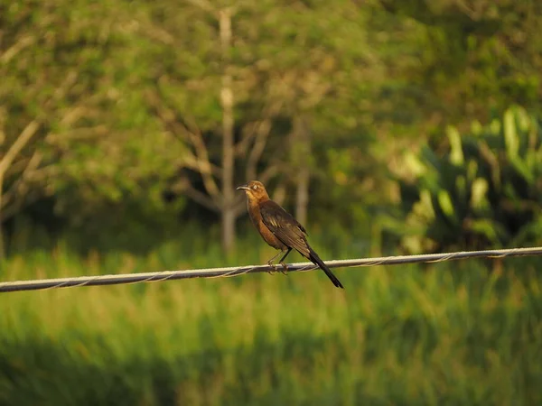 Wild Bird Tree Costa Rica — стоковое фото