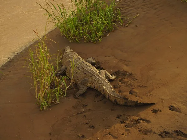 Wild Crocodile River Costa Rica — Photo