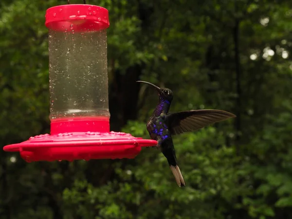 Wild Hummingbird Drinking Water Costa Rica — Fotografia de Stock