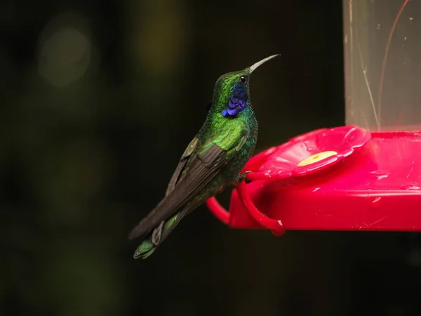 Wild Hummingbird Drinking Water Costa Rica — Fotografia de Stock