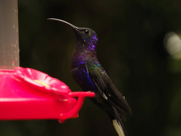 Wild Hummingbird Drinking Water Costa Rica — Fotografia de Stock