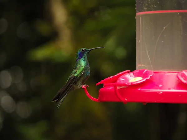 Wild Hummingbird Drinking Water Costa Rica — Fotografia de Stock