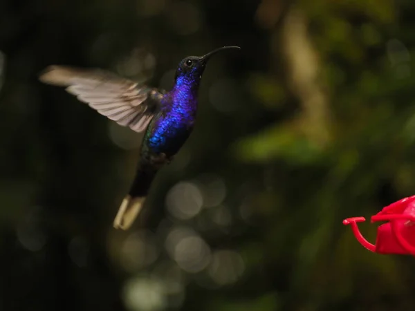 Wild Hummingbird Drinking Water Costa Rica — Stock Photo, Image