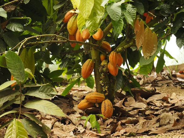 Cocoa Plant Jungle Costa Rica — Fotografia de Stock