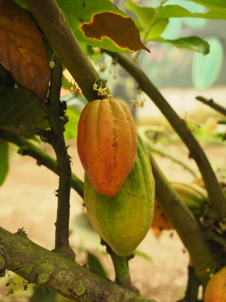 COSTA RICA 'DA Kakao Planı