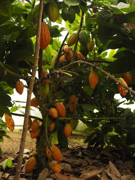 Kakaoplantage Dschungel Von Costa Rica — Stockfoto