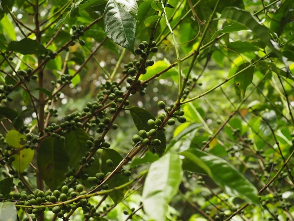 Costa Ricanische Kaffeepflanze — Stockfoto