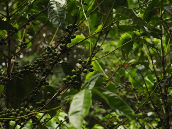 Costa Ricanische Kaffeepflanze — Stockfoto